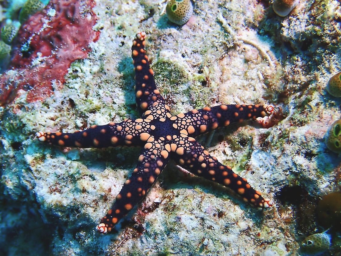 Pebbled Sea Star - Fromia heffernani Also called Hefferman&#039;s Sea Star, is shown on Wikipedia as Celerina heffernani, not sure which is the correct genus or when there is a change/reclassification of the genus name. Celerina heffernani,Fromia heffernani,Hefferman's Sea Star,Hefferman's Starfish,Malaysia,Pebbled Sea Star,Sabah,Sea Star