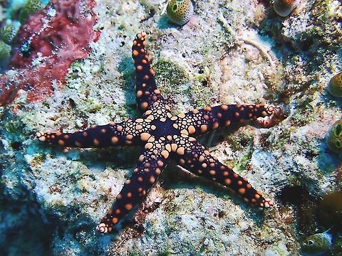 Pebbled Sea Star - Fromia heffernani Also called Hefferman's Sea Star, is shown on Wikipedia as Celerina heffernani, not sure which is the correct genus or when there is a change/reclassification of the genus name. Celerina heffernani,Fromia heffernani,Hefferman's Sea Star,Hefferman's Starfish,Malaysia,Pebbled Sea Star,Sabah,Sea Star