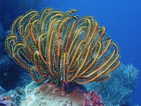 Bennet's Bushy Feather Star - Anneissia bennetti At Wikipedia, this species is listed as Oxycomanthus bennetti.
But I was told Oxycomanthus is an obsolete synonym.

For further reference of its scientific name :

http://www.marinespecies.org/aphia.php?p=taxdetails&id=828992 Anneissia bennetti,Bennet's Bushy Feather Star,Bennett's Bushy Feather Star,Feather Star,Malaysia,Oxycomanthus bennetti,Sabah