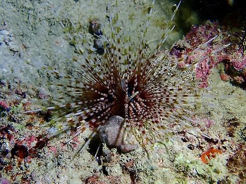 Banded Sea Urchin - Echinothrix calamaris  Banded Sea Urchin,Double Spined Urchin,Echinothrix calamaris,Malaysia,Sabah