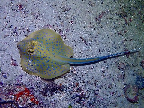 Bluespotted Ribbontail Ray - Taeniura lymma  Fish,Malaysia,Ray,Sabah,Stingray,Taeniura lymma,bluespotted Ribbontail Ray