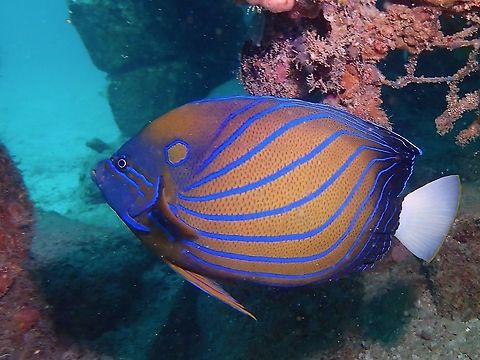 Blue Ring Angelfish - Pomacanthus annularis  Angelfish,Blue Ring Angelfish,Fish,Malaysia,Pomacanthus annularis,Sabah