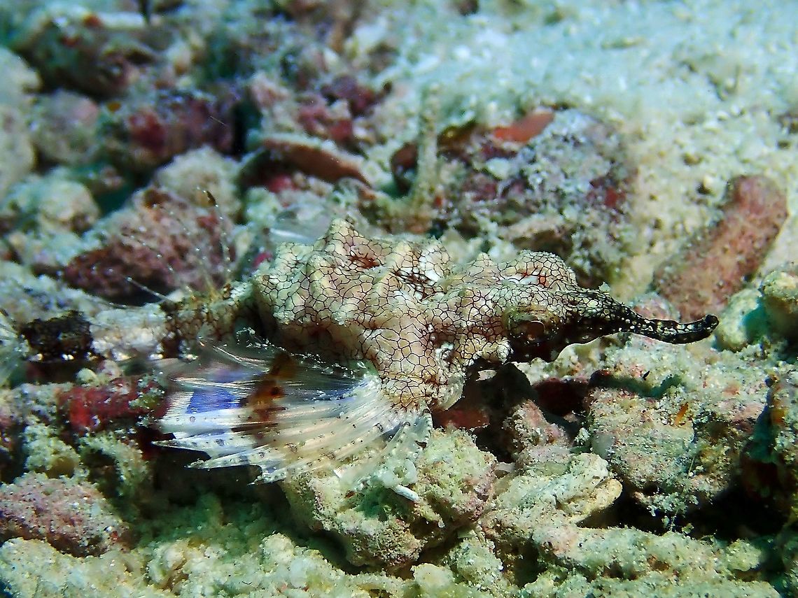 Sea Moth/Pegasus - Eurypegasus draconis  Eurypegasus draconis,Fish,Little dragonfish,Malaysia,Pegasus,Sabah,Sea Moth