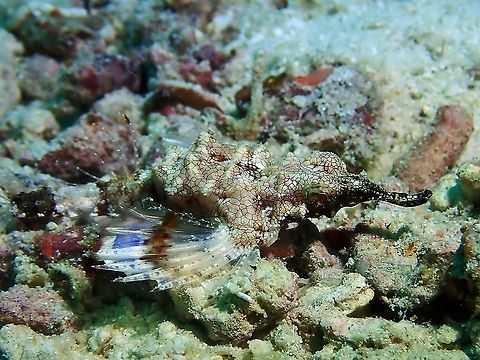 Sea Moth/Pegasus - Eurypegasus draconis  Eurypegasus draconis,Fish,Little dragonfish,Malaysia,Pegasus,Sabah,Sea Moth