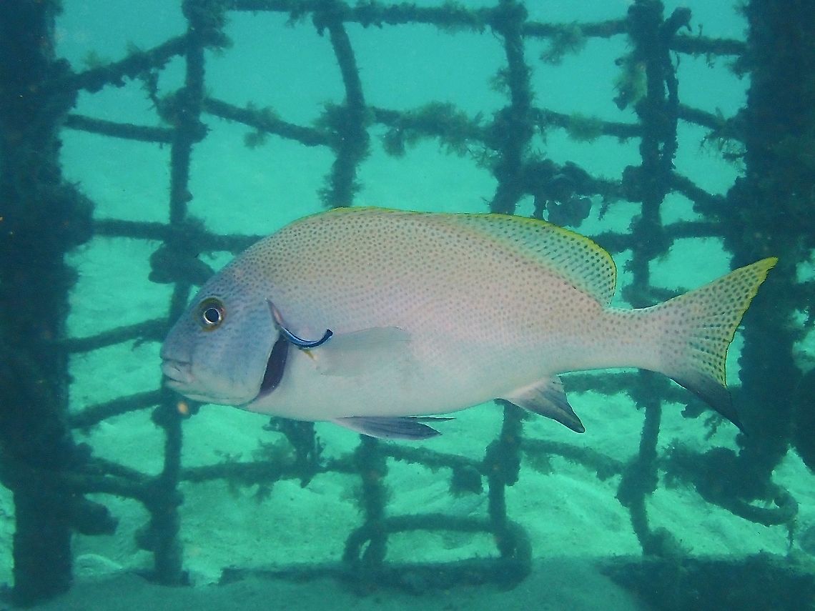 In the Cage! Whitish with profuse small black spots covering head, body and fins, unmasked white belly; black margin on rear edge of gill cover.<br />
<br />
This Sweetlips likes to hang out among artificial reefs and get cleaned by Cleaner Wrasse as can be seen in this picture. Dotted Sweetlips,Fish,Malaysia,Plectorhinchus picus,Sabah,Sweetlips
