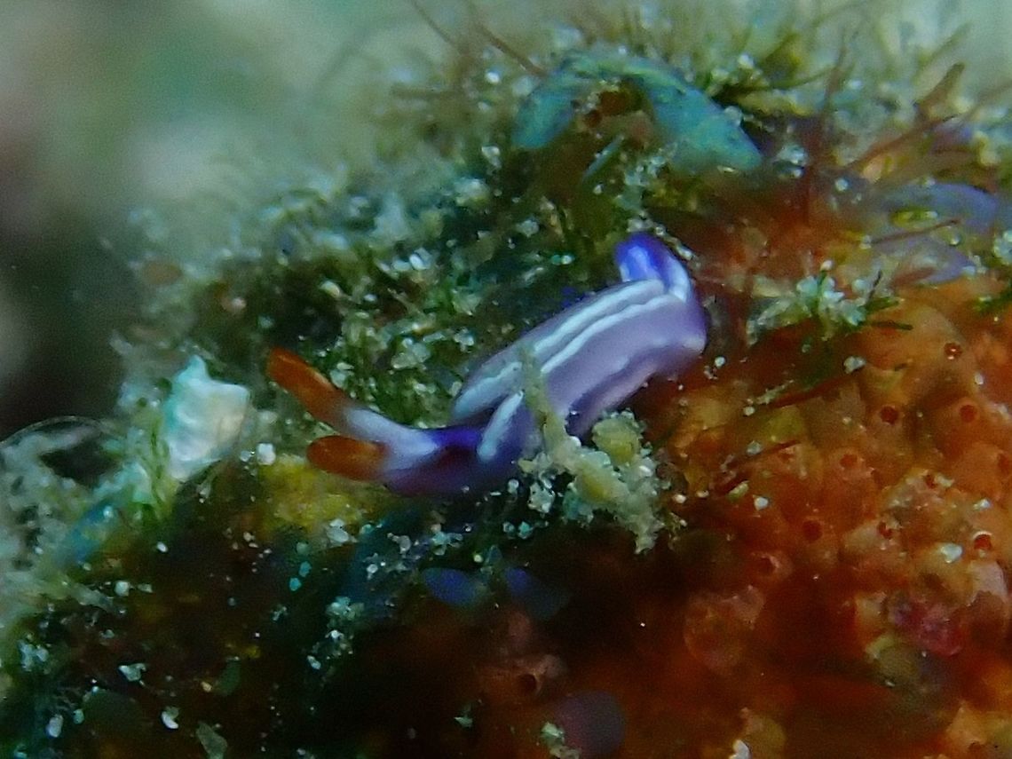 White-Bump Sap Sucking Slug - Thuridilla albopustulosa  Malaysia,Nudibranch,Sabah,Sea Slug,Slug,Thuridilla albopustulosa,White-Bump Sap Sucking Slug