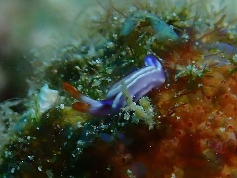 White-Bump Sap Sucking Slug - Thuridilla albopustulosa  Malaysia,Nudibranch,Sabah,Sea Slug,Slug,Thuridilla albopustulosa,White-Bump Sap Sucking Slug