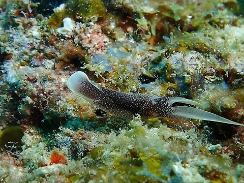 Lovely Headshield Slug - Chelidonura amoena  Chelidonura amoena,Headshield Slug,Lovely Headshield Slug,Malaysia,Pleasant Chelidonura,Sabah,Sea Slug