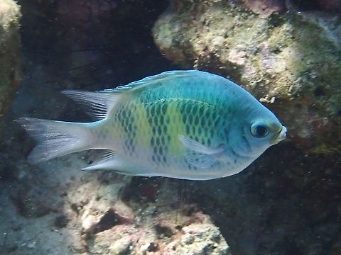 Staghorn Damselfish - Amblyglyphidodon curacao  Amblyglyphidodon curacao,Damselfish,Fish,Malaysia,Sabah,Staghorn Damselfish