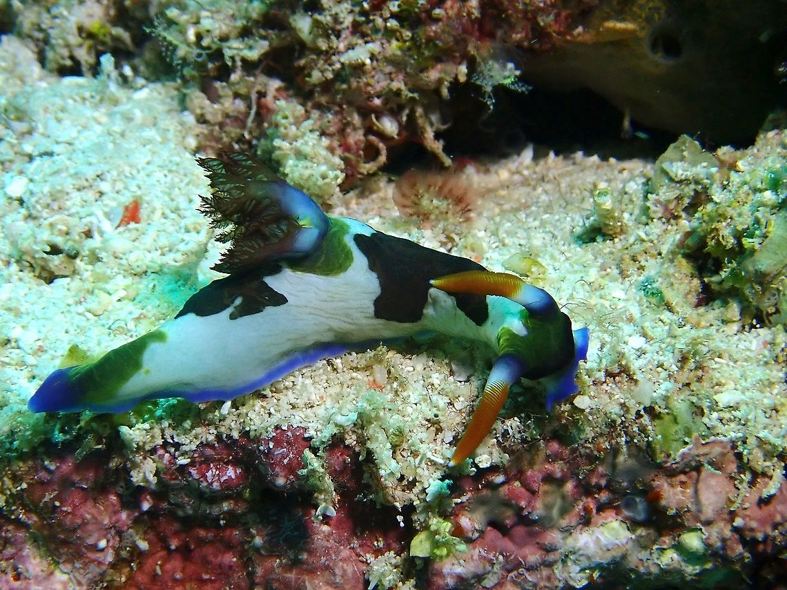 Nudibranch - Nembrotha chamberlaini This seems to be the colour variation of this species seen in this part of Malaysia.<br />
I am more used to the colouration from Philippines. Chamberlain's Nembrotha,Malaysia,Nembrotha chamberlaini,Nudibranch,Sabah