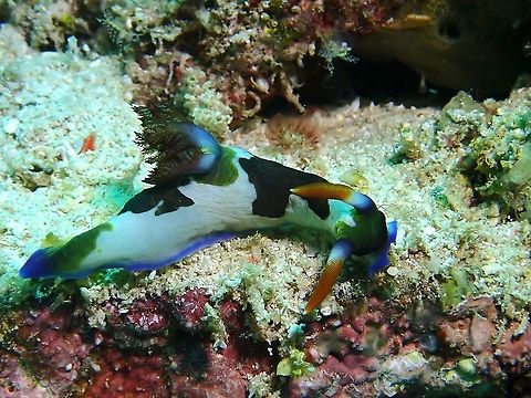 Nudibranch - Nembrotha chamberlaini This seems to be the colour variation of this species seen in this part of Malaysia.
I am more used to the colouration from Philippines. Chamberlain's Nembrotha,Malaysia,Nembrotha chamberlaini,Nudibranch,Sabah