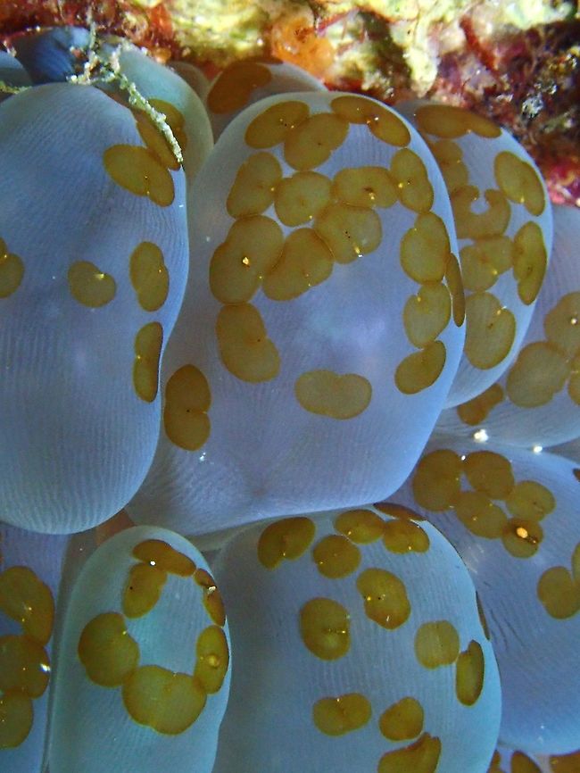 Bubble Corals This Bubble Corals has Acoel (brown stuff) feeding on them. Bubble Coral,Corals,Mabul,Malaysia,Plerogyra sinuosa,Sabah