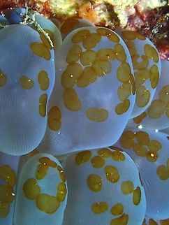 Bubble Corals This Bubble Corals has Acoel (brown stuff) feeding on them. Bubble Coral,Corals,Mabul,Malaysia,Plerogyra sinuosa,Sabah