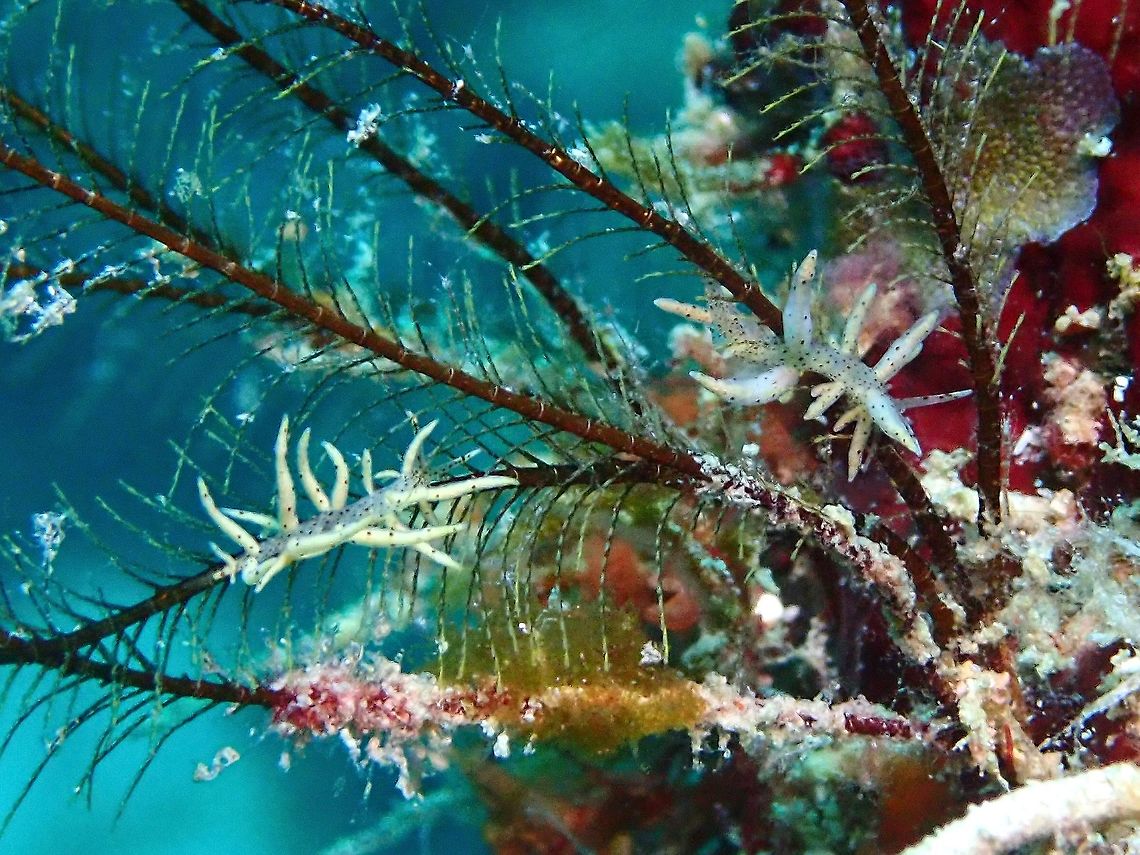 Nudibranch - Eubranchus sp. A yet to be described Nudibranch from the genus, usually found on their food plant; hydroids. Eubranchus,Eubranchus sp,Malaysia,Nudibranch,Sabah