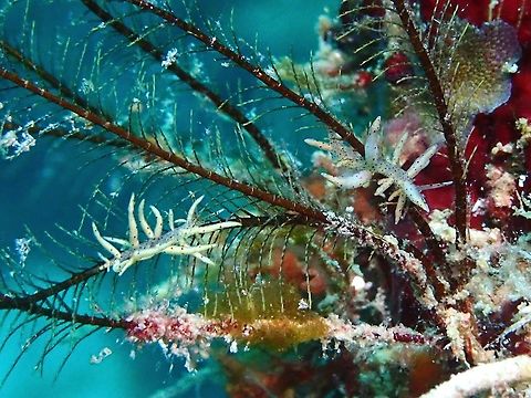 Nudibranch - Eubranchus sp. A yet to be described Nudibranch from the genus, usually found on their food plant; hydroids. Eubranchus,Eubranchus sp,Malaysia,Nudibranch,Sabah