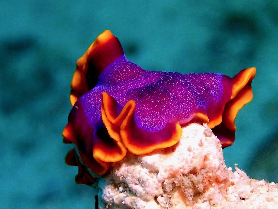 Fuchsia Flatworm - Pseudoceros ferrugineus  Flatworm,Fuchsia Flatworm,Malaysia,Pseudoceros ferrugineus,Sabah