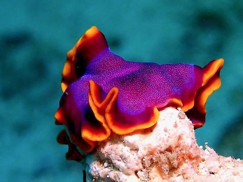 Fuchsia Flatworm - Pseudoceros ferrugineus  Flatworm,Fuchsia Flatworm,Malaysia,Pseudoceros ferrugineus,Sabah