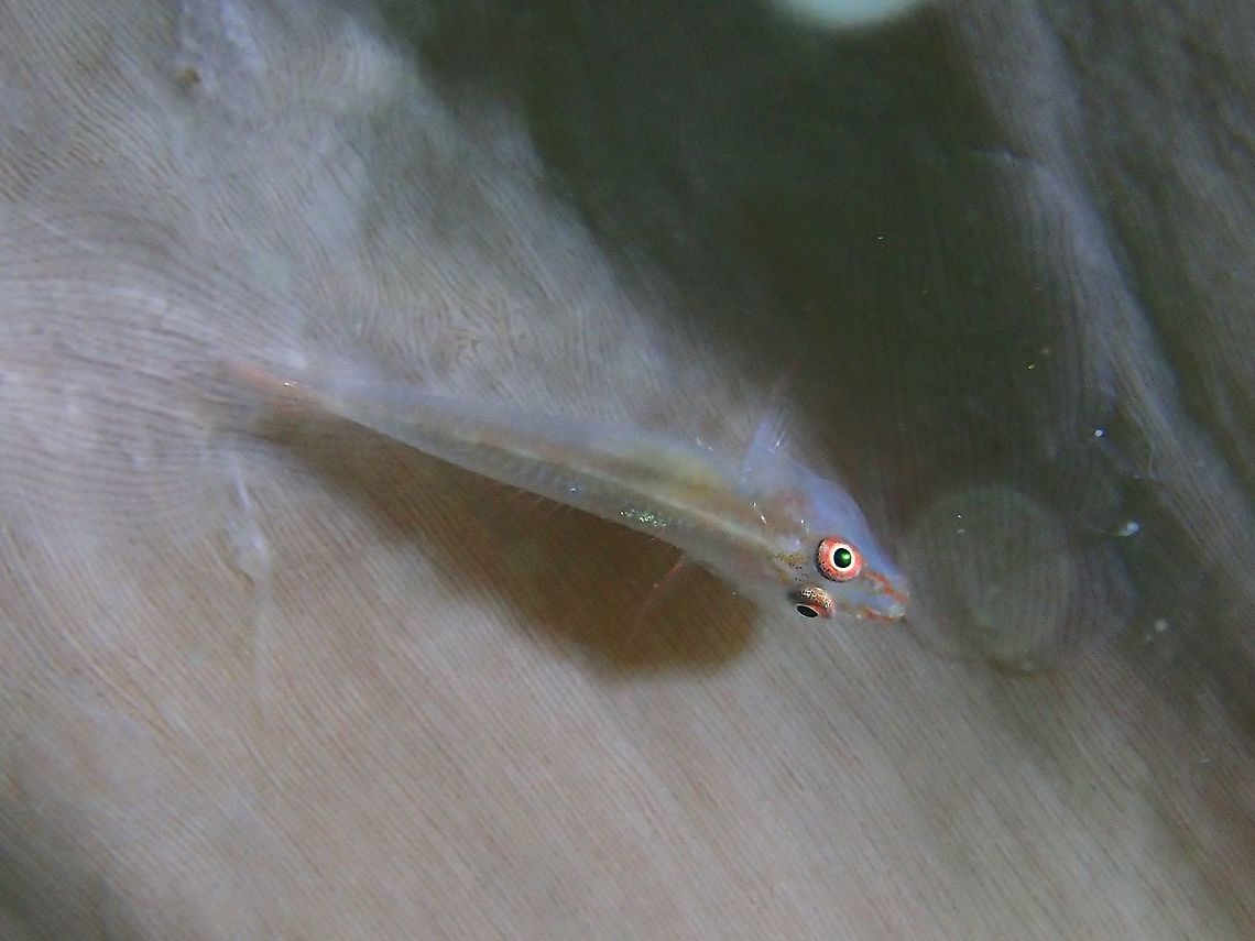 Ghostgobies - Pleurosicya sp.  Fish,Ghostgobies,Goby,Malaysia,Pleurosicya,Pleurosicya sp,Sabah