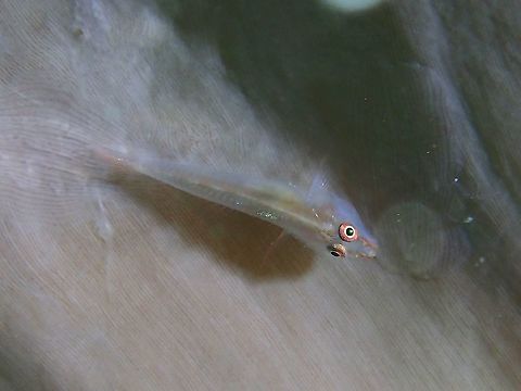 Ghostgobies - Pleurosicya sp.  Fish,Ghostgobies,Goby,Malaysia,Pleurosicya,Pleurosicya sp,Sabah