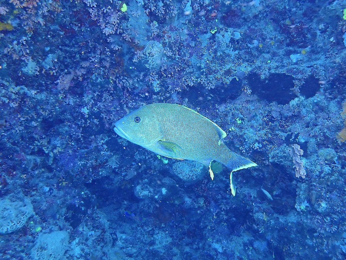 Speckled Snapper - Lutjanus rivulatus  Blubberlip Snapper,Fish,Lutjanus rivulatus,Malaysia,Sabah,Snapper