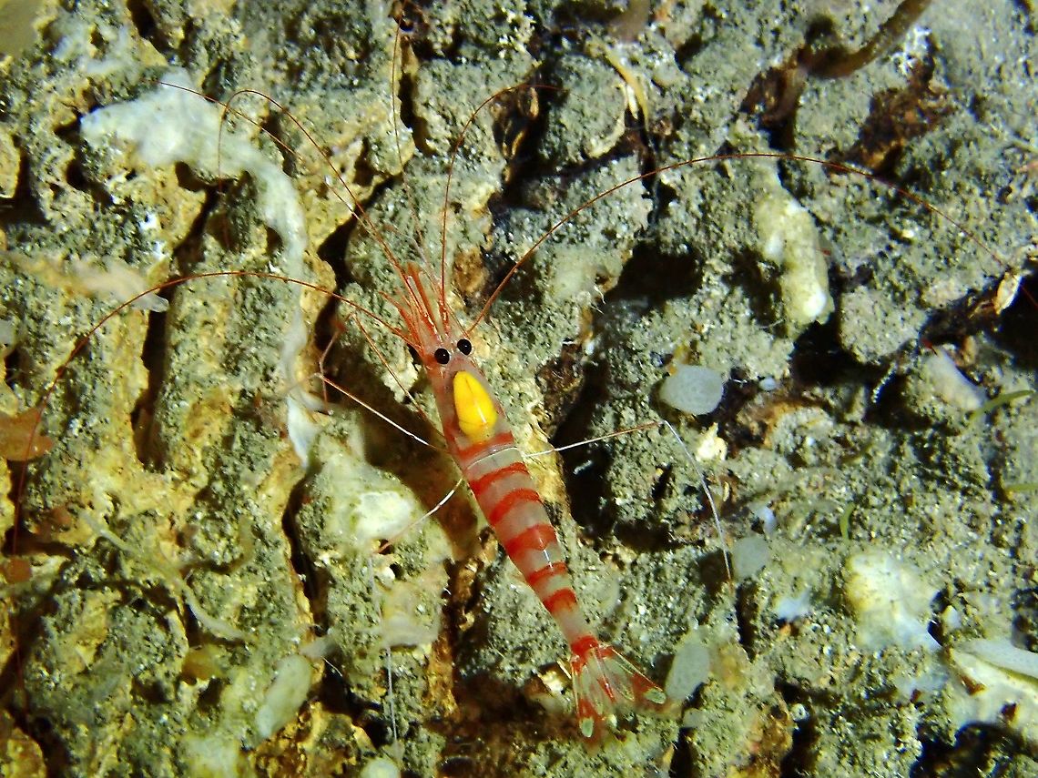 Cave Shrimp - Parhippolyte sp. Cave Shrimp from the genus Parhippolyte, seen inside underwater cave, famously known as Turtle Cave where dead turtles can be seen. Cave Shrimp,Malaysia,Parhippolyte,Parhippolyte sp,Sabah,Shrimp,Sipadan