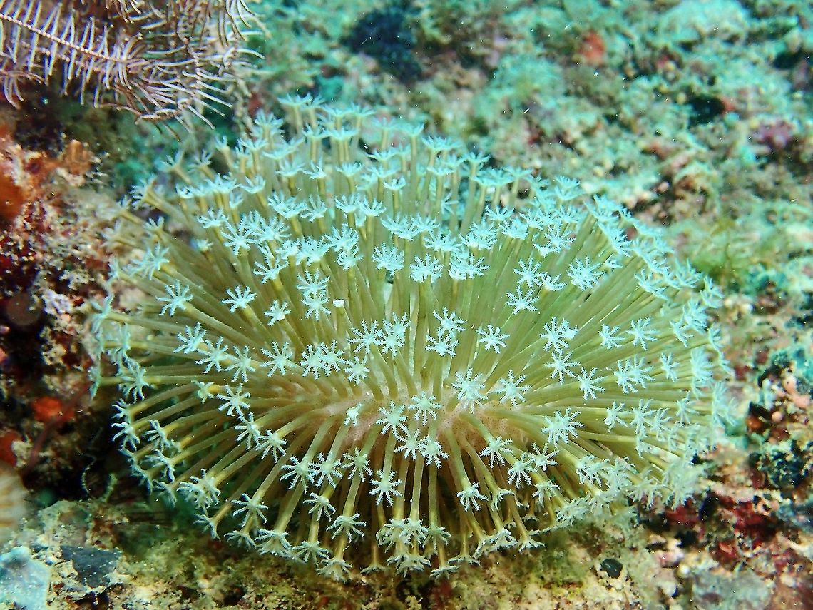 Toadstool Leather Corals - Sarcophyton sp. The polyps of this leather corals are opened/extended for feeding, otherwise, will see the &#039;leathery&#039; part of the corals. Corals,Leather Corals,Malaysia,Sabah,Sarcophyton,Sarcophyton sp,Toadstool Leather Corals