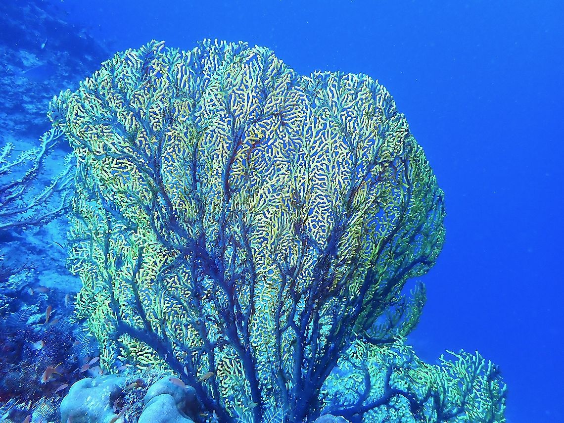 Soft Corals - Euplexaura sp.  Corals,Euplexaura,Euplexaura sp,Malaysia,Sabah,Soft Corals