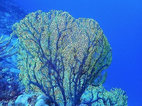 Soft Corals - Euplexaura sp.  Corals,Euplexaura,Euplexaura sp,Malaysia,Sabah,Soft Corals