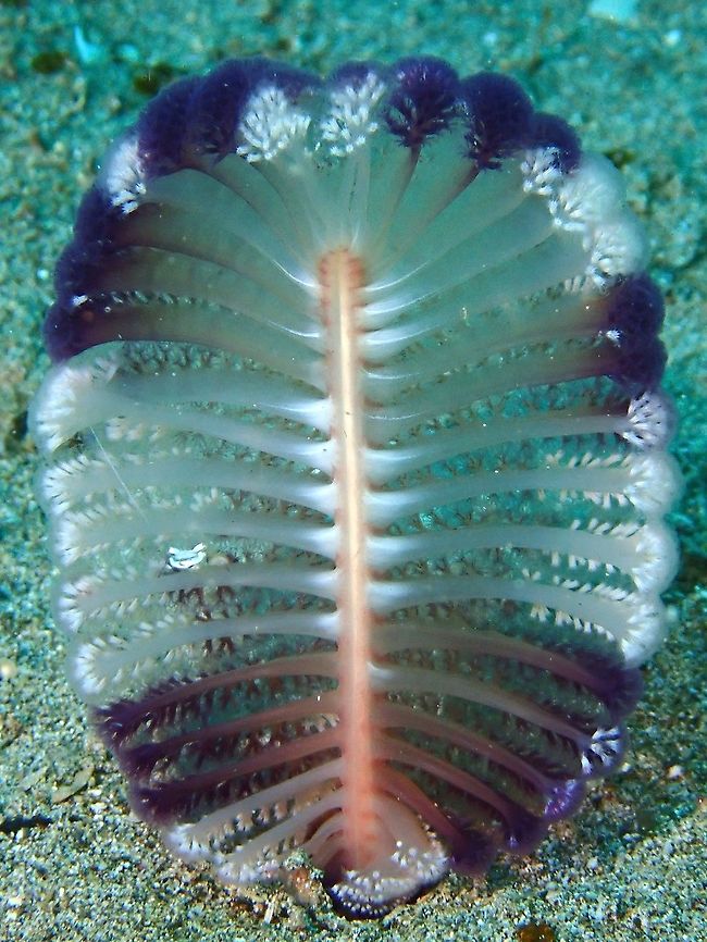 Sea Pens - Virgularia sp. This Sea Pens will withdrawn themselves into the sands when disturbed.<br />
They usually play host to shirmps, crabs and gobies. Anilao,Batangas,Corals,Philippines,Sea Pens,Virgularia,Virgularia sp