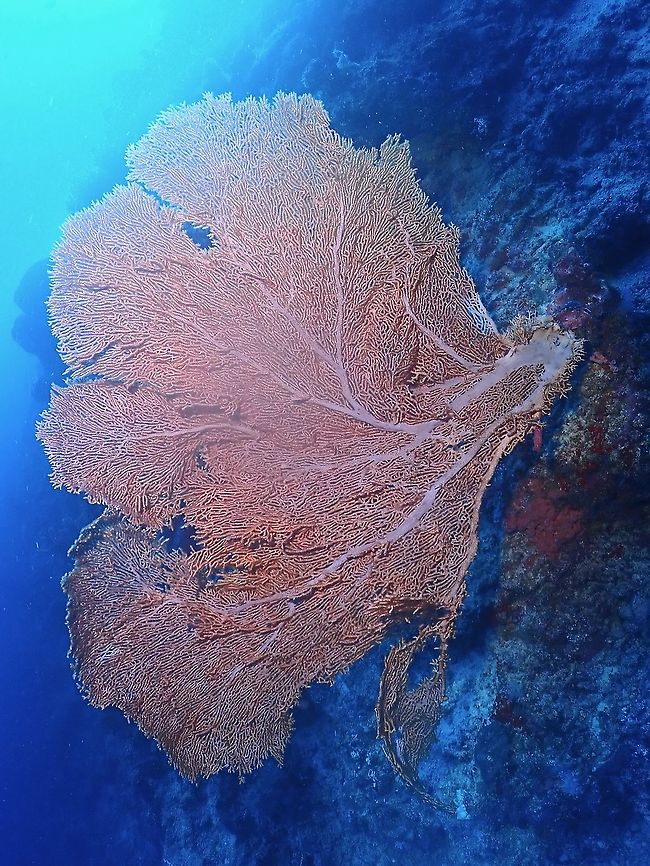 Giant Sea Fan - Annella mollis This Giant Sea Fan, although a bit damaged, its more than 2 meters width. Annella mollis,Giant Sea Fan,Malaysia,Sabah,Sea Fan