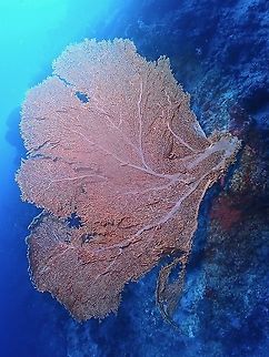 Giant Sea Fan - Annella mollis This Giant Sea Fan, although a bit damaged, its more than 2 meters width. Annella mollis,Giant Sea Fan,Malaysia,Sabah,Sea Fan