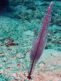 Sea Pens - Scytalium tentaculatum  Corals,Malaysia,Sabah,Scytalium tentaculatum,Sea Pens