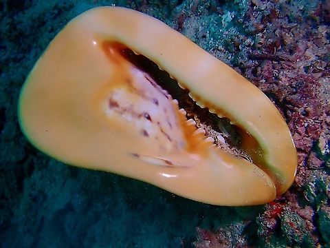 Horned Helmet Shell - Cassis cornuta  Cassis cornuta,Horned Helmet,Horned Helmet Shell,Malaysia,Sabah,Sea Shell