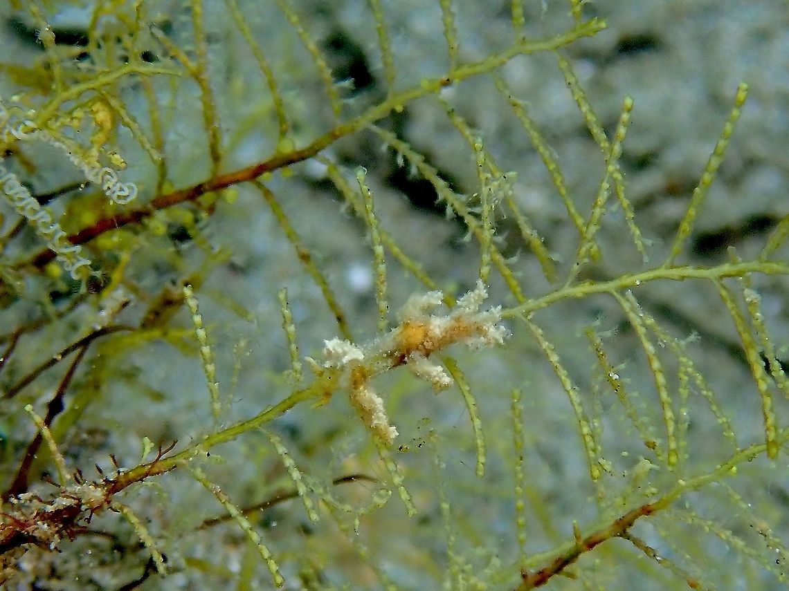 Nudibranch - Dotidae Nudibranch from the family Dotidae, still not able to determine the genus.<br />
Small in size of less than 1 cm, usually found on their food source; hydroids.<br />
The white spiral stuff on the left of the picture are the eggs. Anilao,Batangas,Dotidae,Nudibranch,Philippines