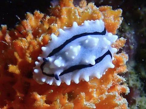 Warty Slug - Phyllidiella rudmani  Malaysia,Nudibranch,Phyllidiella rudmani,Sabah,Warty Slug