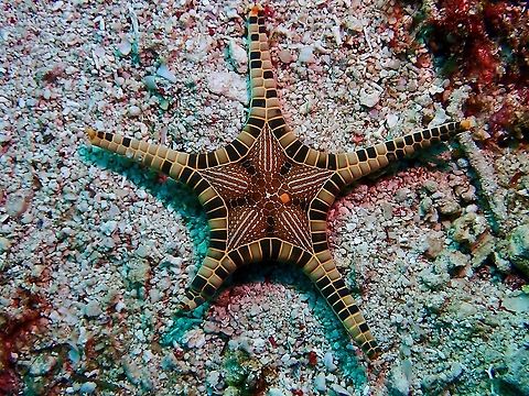 Iconic! Also called Double Star, sea stars from the genus Iconaster have the markings of a sea star on its main body. Iconaster longimanus,Malaysia,Sabah,Sea Star,Starfish