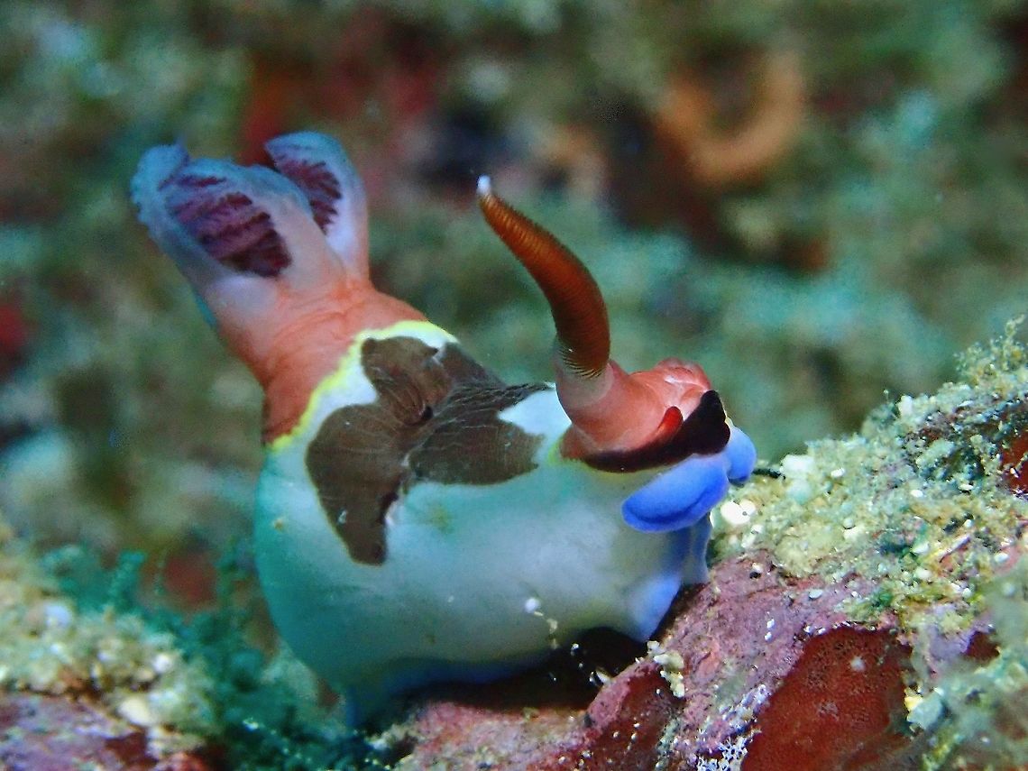 One Rhinopore! This Nudibranch has only one Rhinopore, not sure if it&#039;s natural or it was damaged or lost. Chamberlain's Nembrotha,Malaysia,Nembrotha chamberlaini,Nudibranch,Sabah