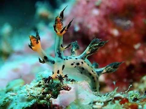Nudibranch - Dendronotus regius  Dendronotus regius,Malaysia,Nudibranch,Sabah