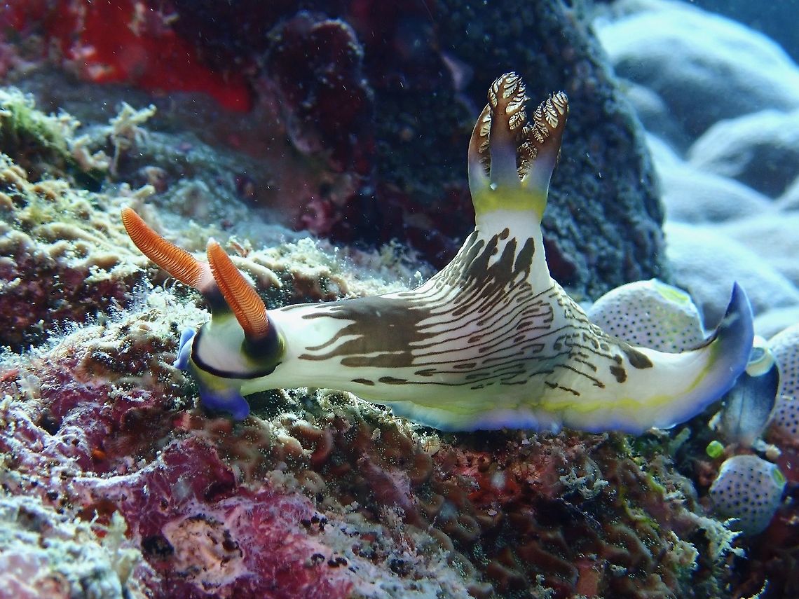 Nudibranch - Nembrotha lineolata  Lined Nembrotha,Mabul,Malaysia,Nembrotha lineolata,Nudibranch,Sabah
