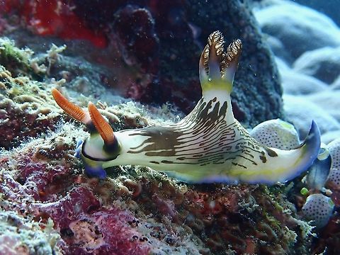 Nudibranch - Nembrotha lineolata  Lined Nembrotha,Mabul,Malaysia,Nembrotha lineolata,Nudibranch,Sabah