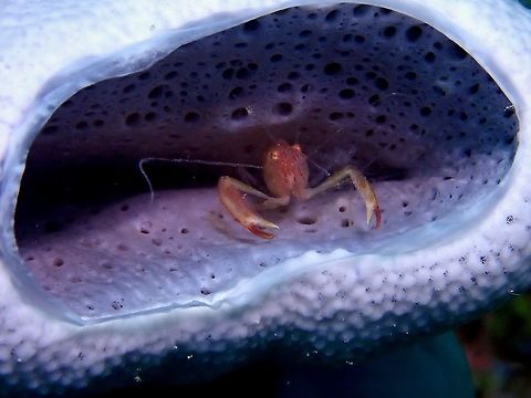 Commensal Sponge Shrimp - Thaumastocaris streptopus  Commensal Sponge Shrimp,Malaysia,Sabah,Shrimp,Sponge Shrimp,Thaumastocaris streptopus