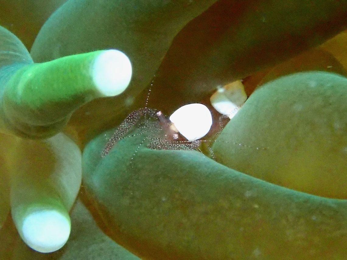 Egg Shell Shrimp - Hamopontonia fungicola  Egg Shell Shrimp,Eggshell Shrimp,Hamopontonia fungicola,Malaysia,Sabah,Shrimp