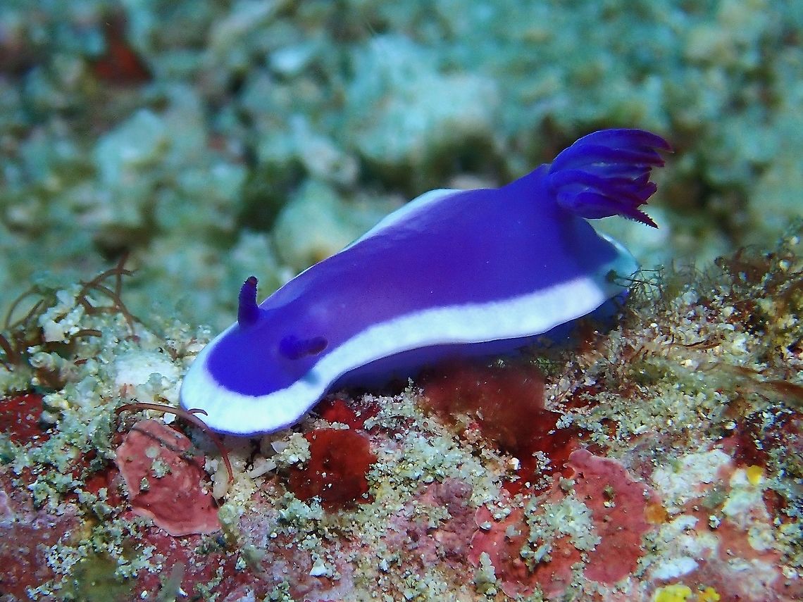 Nudibranch - Hypselodoris violacea This species was newly described in 2018 despite being a very common species and widely photographed by underwater photographers.<br />
<br />
Previously, it has been thought to be a variation of Hypselodoris bullocki. Hypselodoris violacea,Malaysia,Nudibranch,Sabah