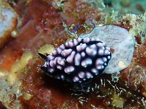 Laying Eggs! A very common Slug, also not too interesting to me (because they hardly moves) that I realised I didn't even post them, at least until this one seen laying eggs. Malaysia,Nudibranch,Phyllidiella pustulosa,Pustulose Phyllidiella,Sabah,Sea Slug,Warty Sea Slug,Warty Slug