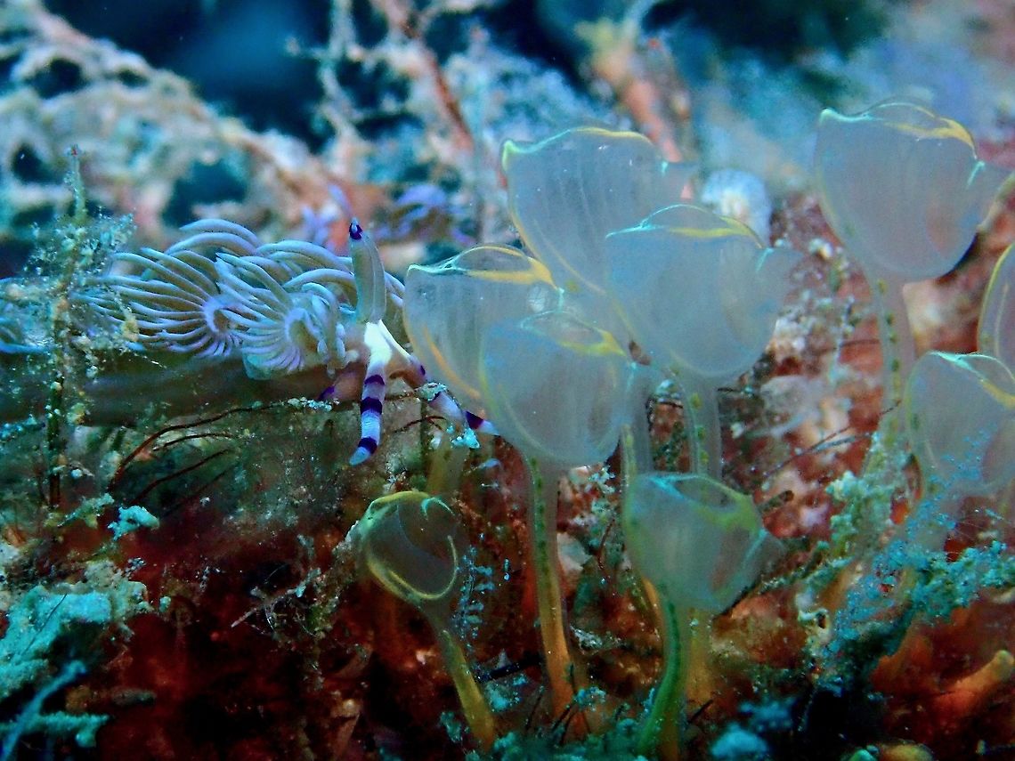 Sea Squirt - Clavelina  (Updated Pycnoclavella detorta) Reclassified to Genus Pycnoclavella Mabul,Malaysia,Pycnoclavella detorta,Sabah,Sea Squirt,Tunicates