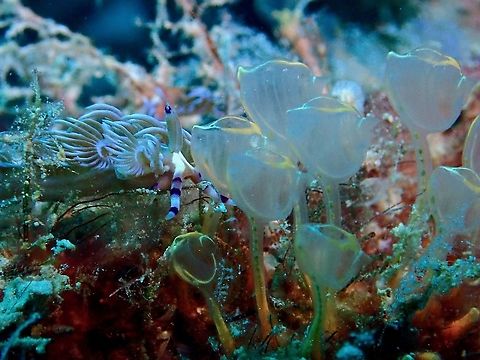 Sea Squirt - Clavelina  (Updated Pycnoclavella detorta) Reclassified to Genus Pycnoclavella Mabul,Malaysia,Pycnoclavella detorta,Sabah,Sea Squirt,Tunicates