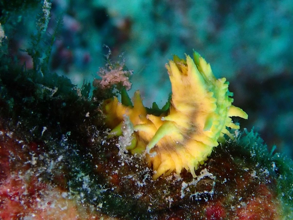 Yellow Sea Cucumber - Colochirus robustus  Colochirus robustus,Malaysia,Robust Sea Cucumber,Sabah,Sea Cucumber,Yellow Sea Cucumber
