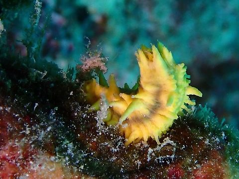 Yellow Sea Cucumber - Colochirus robustus  Colochirus robustus,Malaysia,Robust Sea Cucumber,Sabah,Sea Cucumber,Yellow Sea Cucumber