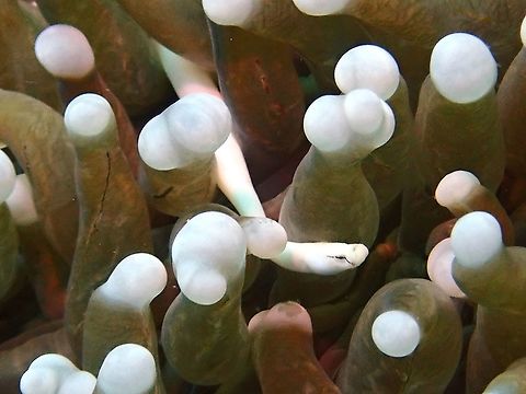 Mushroom Coral Pipefish - Siokunichthys nigrolineatus  Fish,Malaysia,Mushroom-coral Pipefish,Pipefish,Sabah,Siokunichthys nigrolineatus
