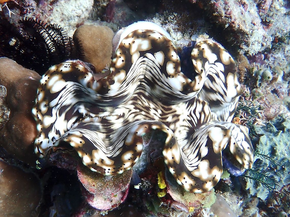 Fluted Giant Clam - Tridacna squamosa  Clam,Fluted Giant Clam,Giant Clam,Malaysia,Sabah,Tridacna squamosa